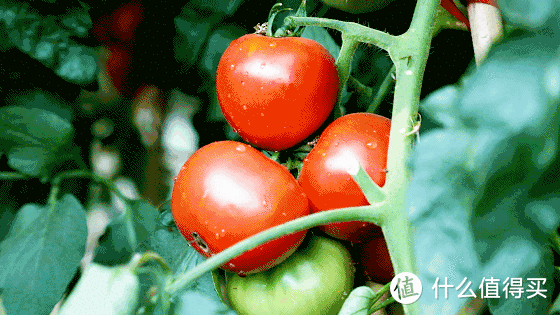 西红柿生吃好还是熟吃好？终于有答案了！