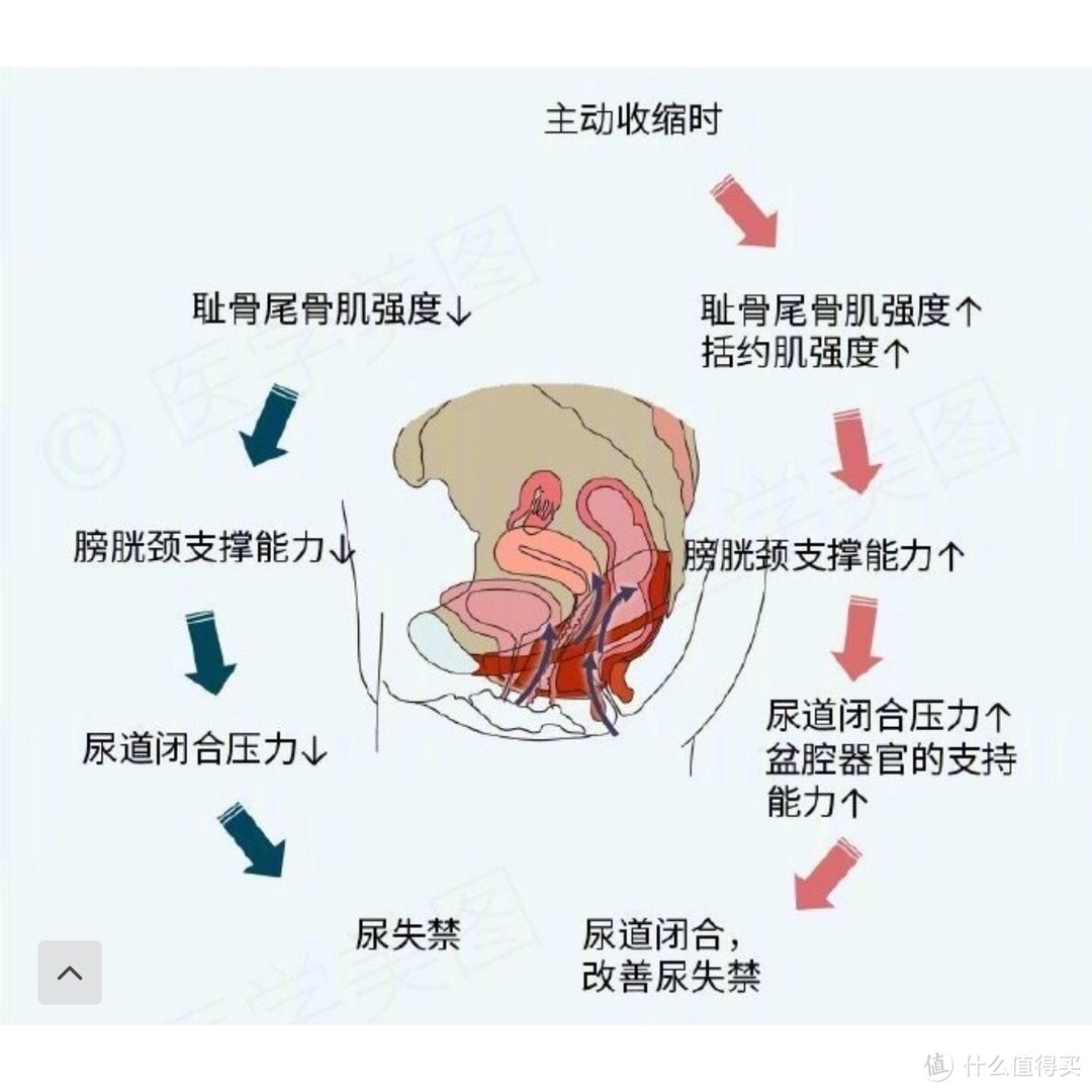 产后恢复都包含什么？骨盆要用机器修复吗？男性也该锻炼盆底肌？这一篇统统给你答案