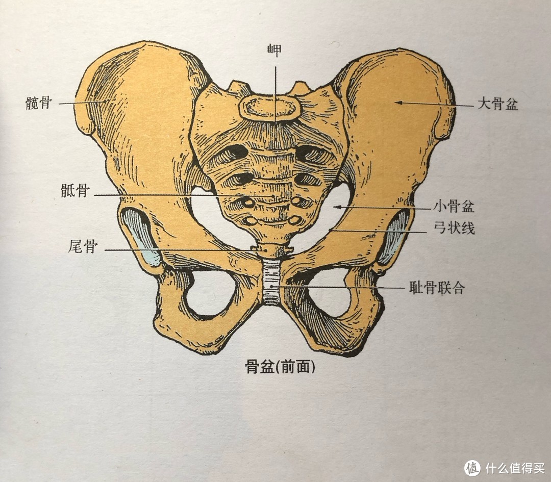 产后恢复都包含什么？骨盆要用机器修复吗？男性也该锻炼盆底肌？这一篇统统给你答案