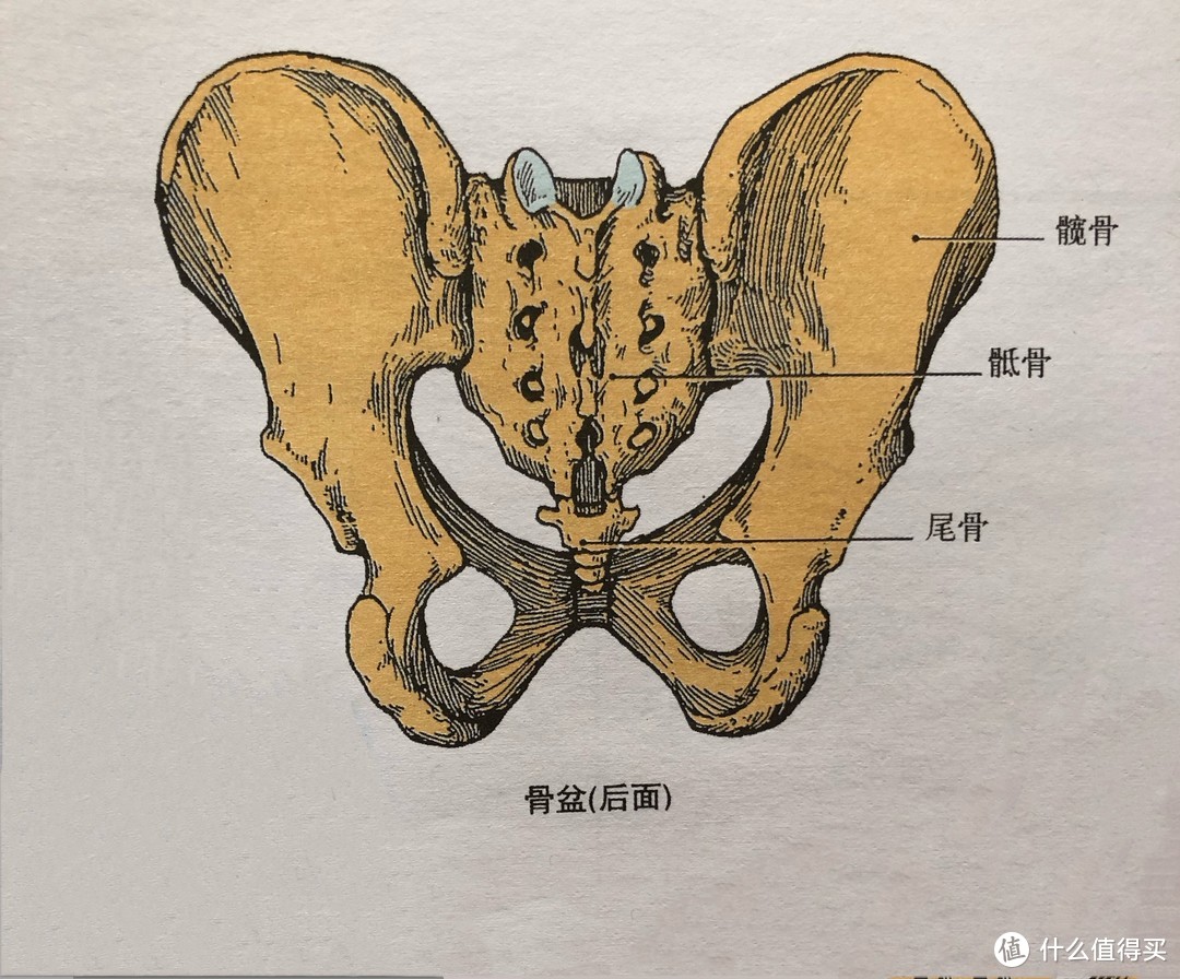 骨盆后面图图片