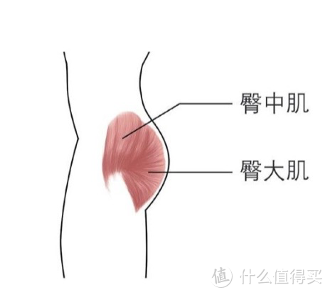 《一平米健身》读书笔记四：臀部，完美身材的基础