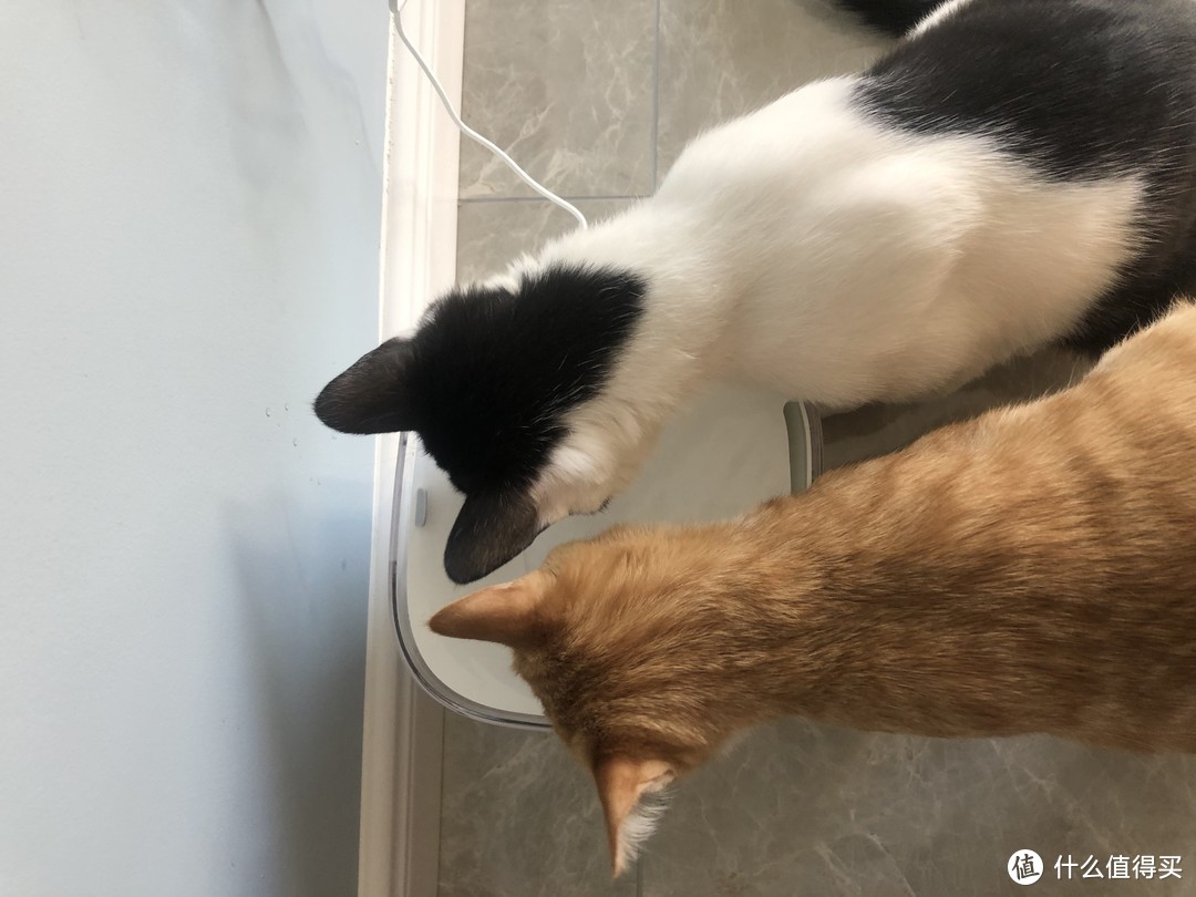 两只猫猫一起喝水也可以