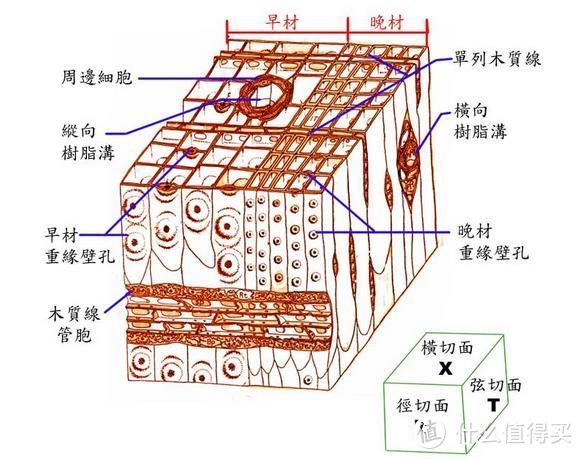 软木-针叶材细胞构造