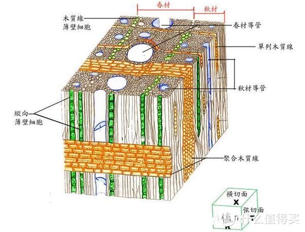 硬木-阔叶材细胞构造