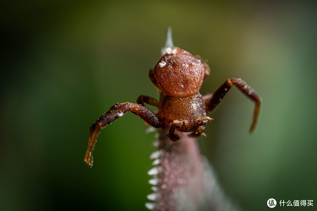 探索微观世界：老蛙LAOWA FF 25mmf/2.8 ULTRA MACRO