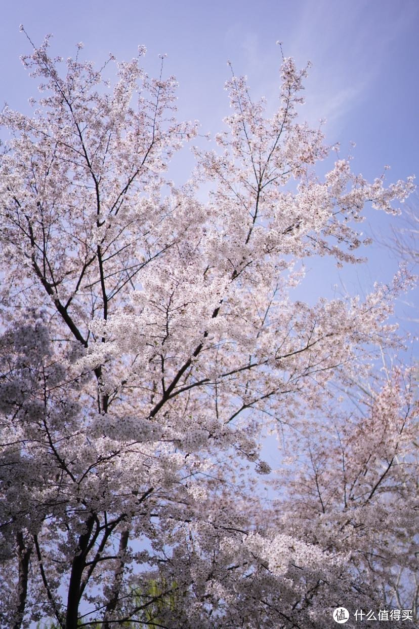 樱花树下🌸我和你，来玉渊潭赏樱吧～