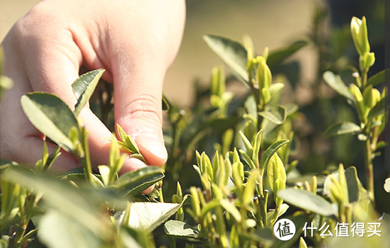 食客：奇怪的知识增加了，一个内含物质竟能解释所有普洱茶问题！