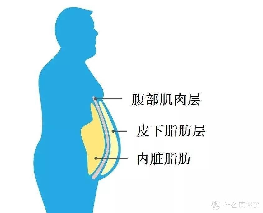 内脏脂肪位置图