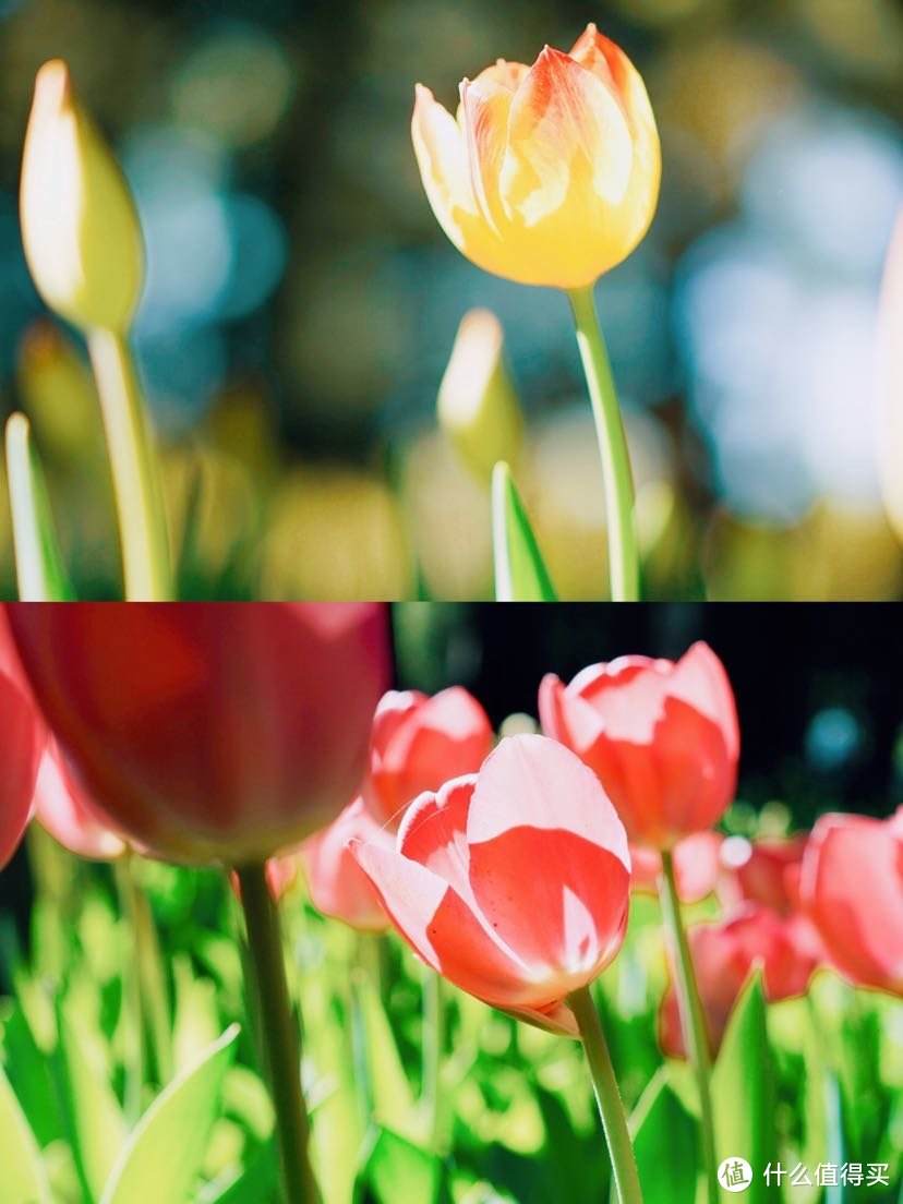 北京春日限定赏花|郁金香花丛的复古油画写真