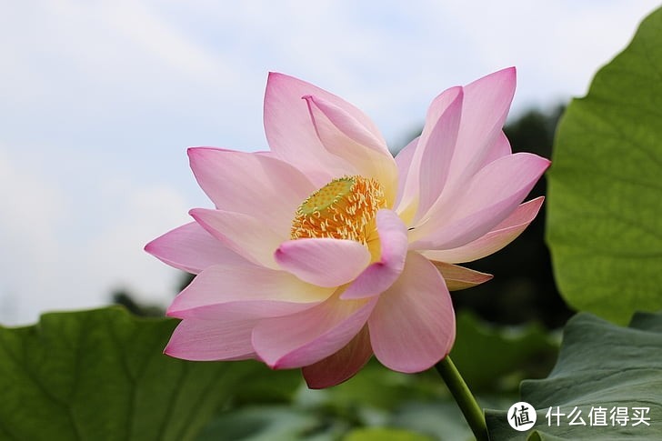 浦江浦西滨江一路公交一号去天真蓝拍幼升小学生照片经历