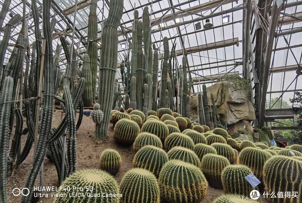 带着华为P40 Pro去“嗅蜜”？ 我和模特小姐姐在植物园游拍乐此不疲