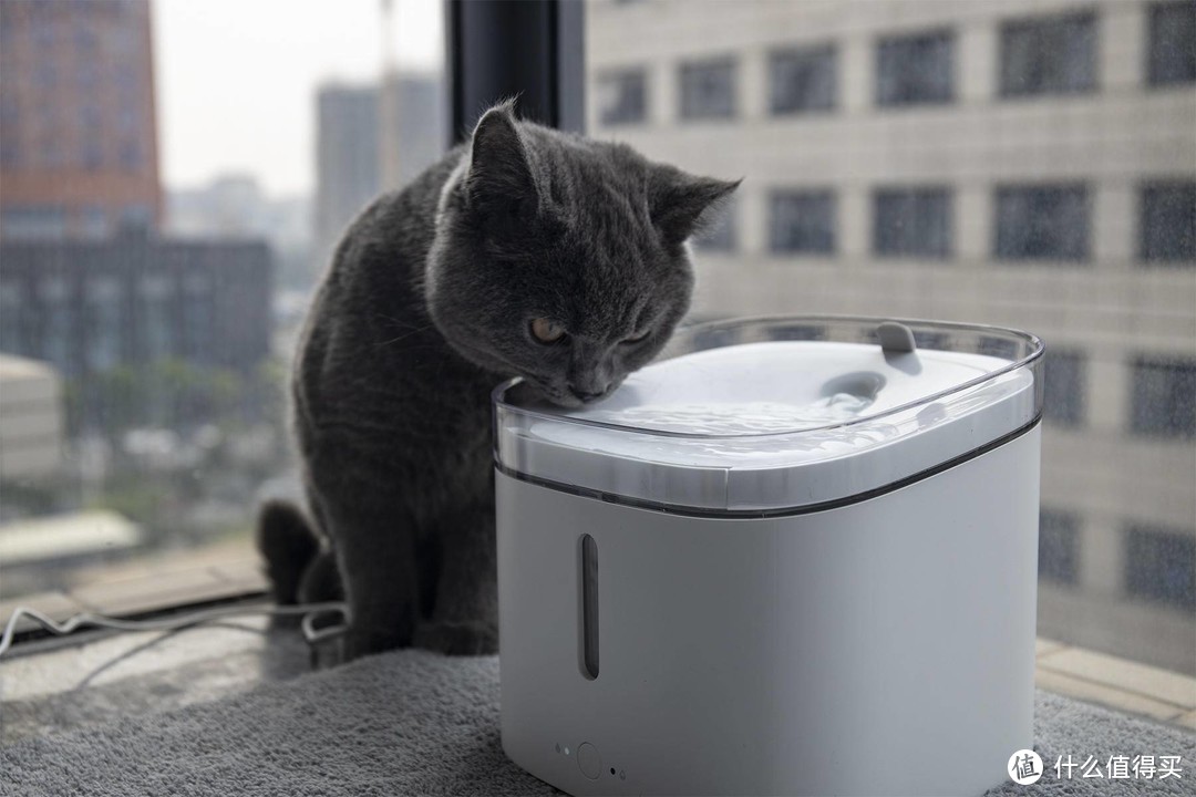 猫主子饮水新方式 小顽智能宠物饮水机体验