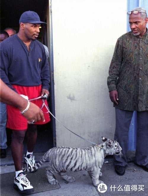 拳王泰森养了16年的老虎，最终只能接受无法驯服的事实