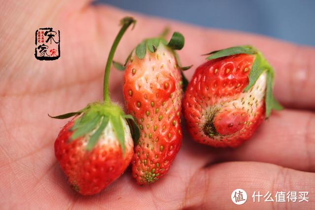 买草莓时，3种草莓要看准，果农：第3种不吃也不买！