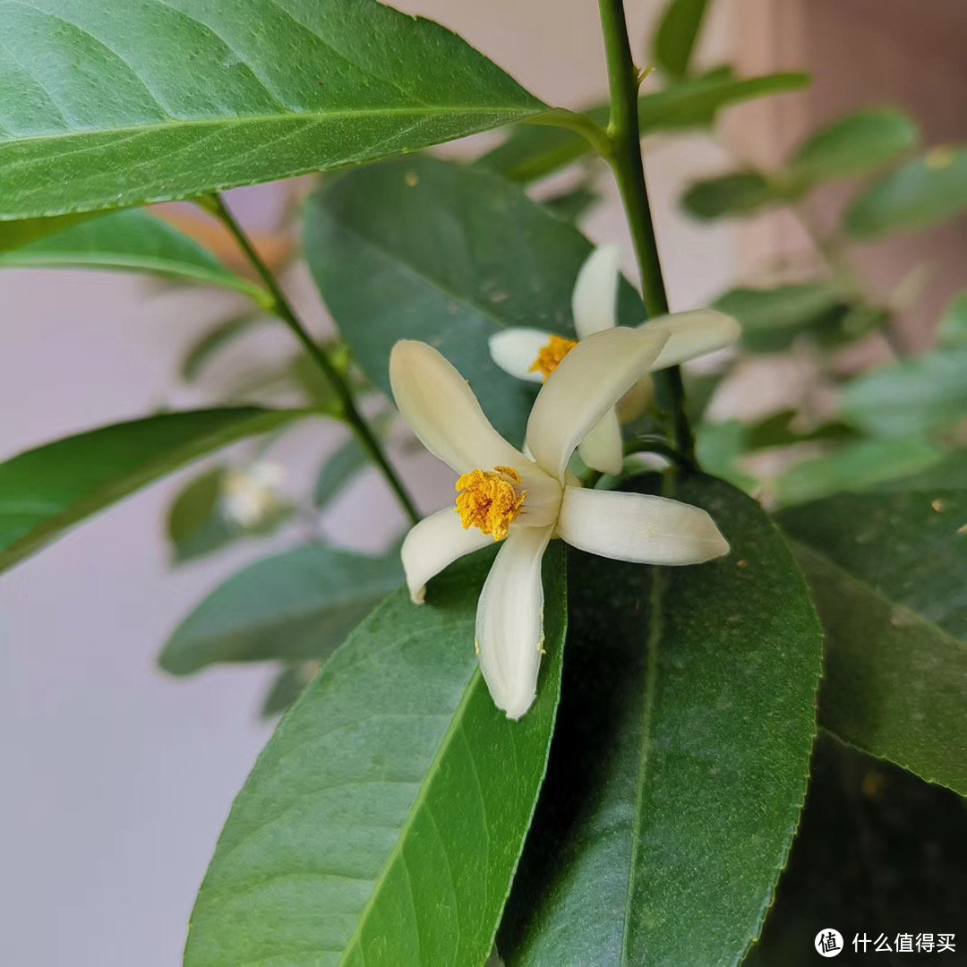 历时一年，记录种植一颗柠檬树的心路历程。