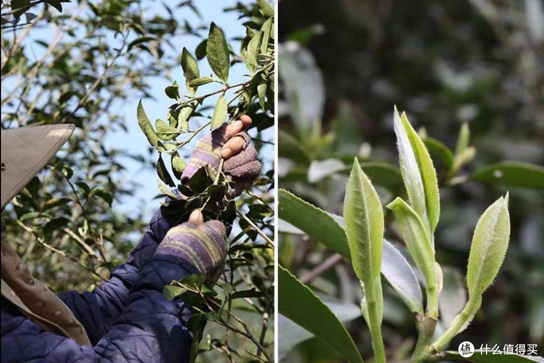 一篇关于白茶买茶、品茶的避坑指南