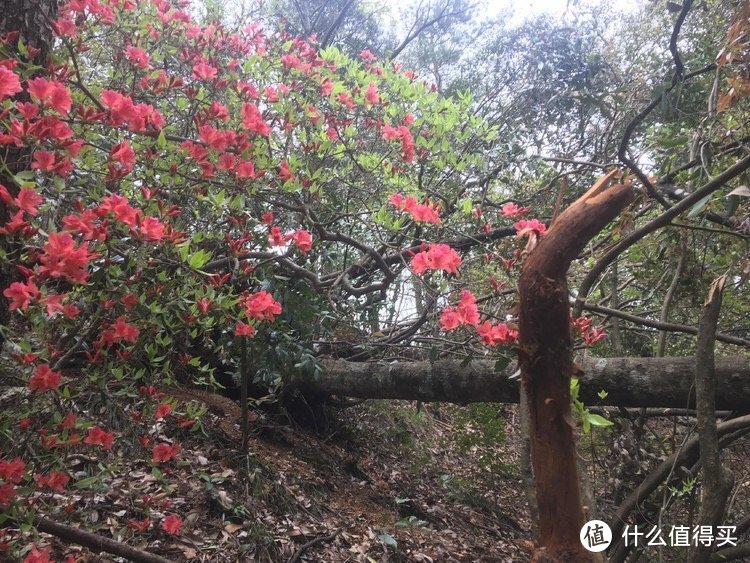 时光不老，情谊不散——迟来的皖南游记（二）