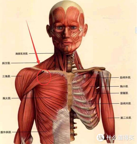 口腔溃疡、颈椎供血不足（偶尔眩晕）、高低肩、脂肪肝  我是这样搞定它们的