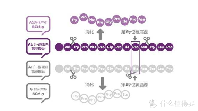 硬核亲测，让宝宝喝上健康安心奶——揭秘高端A2蛋白牛奶，甄选多款热销A2牛奶大比拼