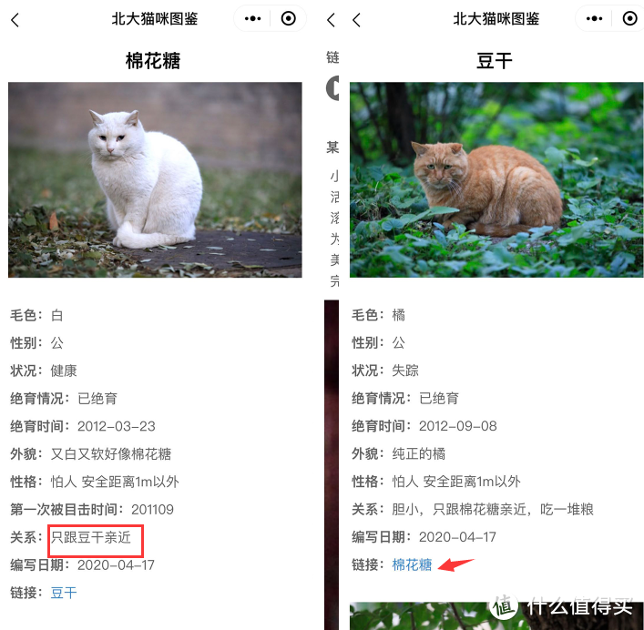 “北大猫咪图鉴”火了！来“云吸猫”吗？北大那种的~