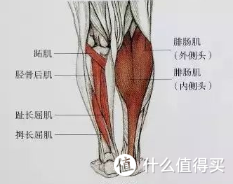 如何瘦小腿？把小腿变细的秘笈在这里