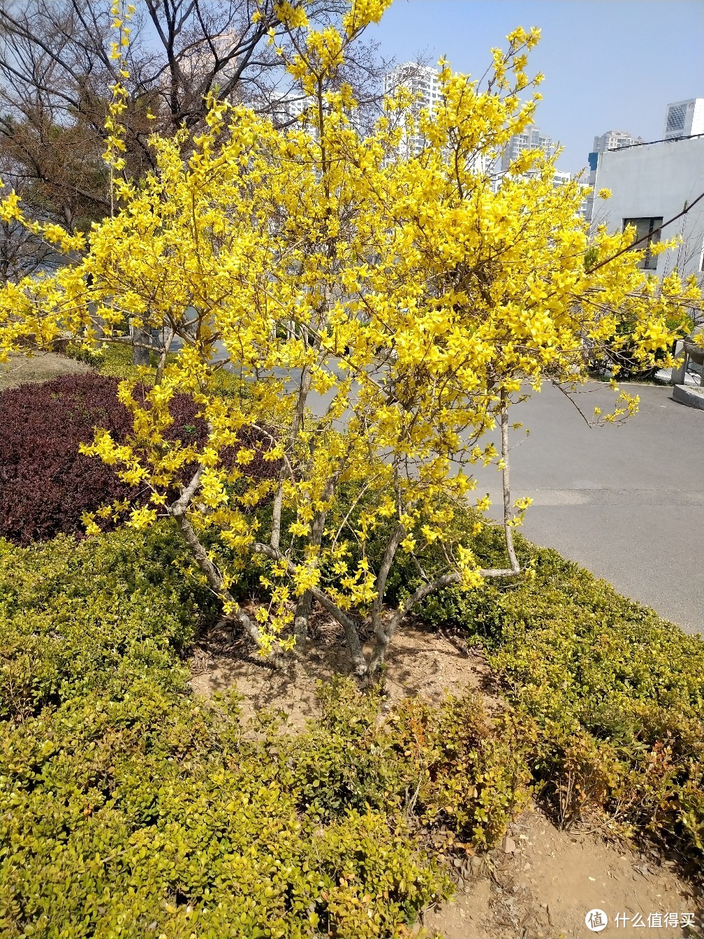 城市大玩家：大连，适合散步的星海公园走起啊！