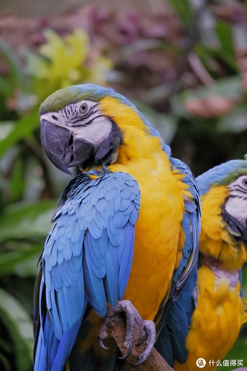 富士xa10xc50230廣州長隆野生動物園一日遊全直出多圖