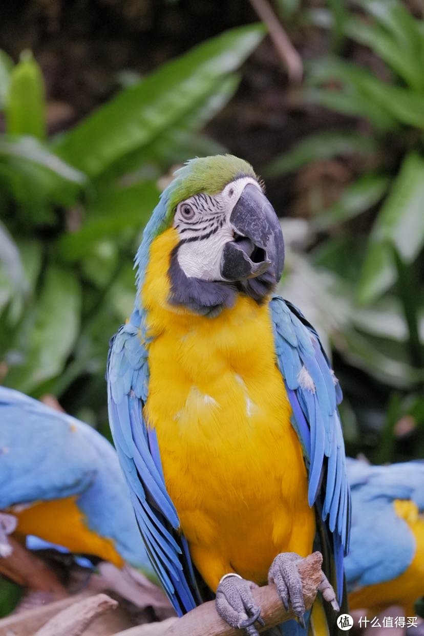 富士xa10xc50230廣州長隆野生動物園一日遊全直出多圖