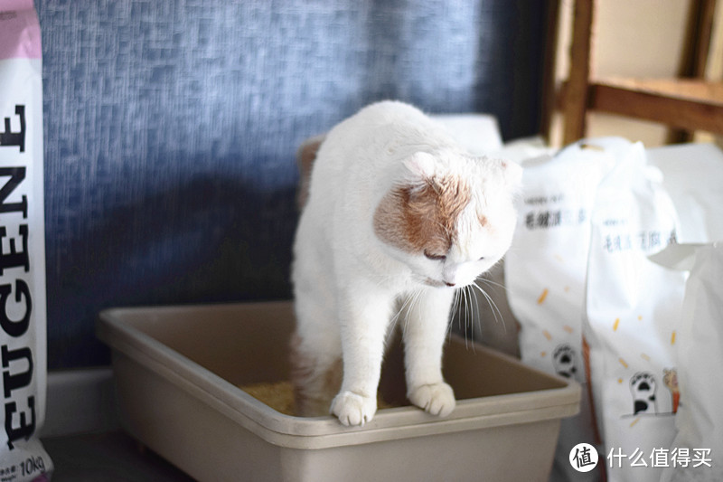 一款不太一样的猫砂，用过一次竟然直接爱上