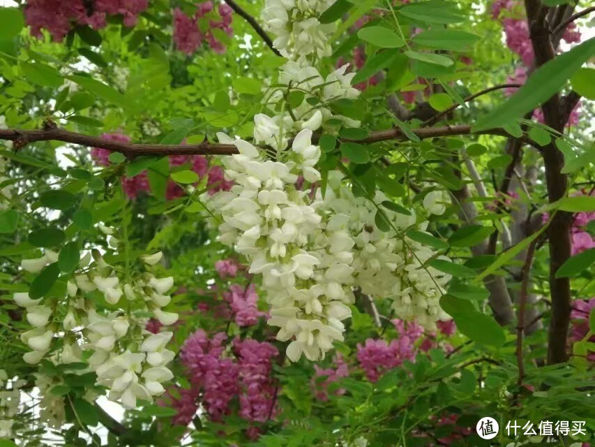 鲜花的味道——槐花炒蛋