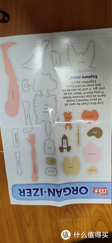 儿童人体学习模型美国SmartLab，stem器官科学实验幼儿园小学生