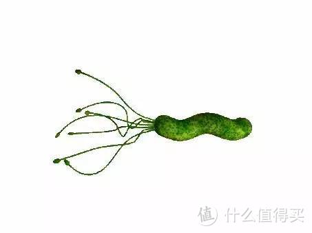 幽门螺旋杆菌