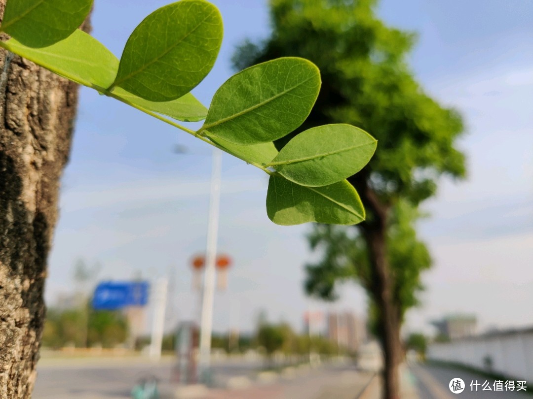 背景虚化很到位