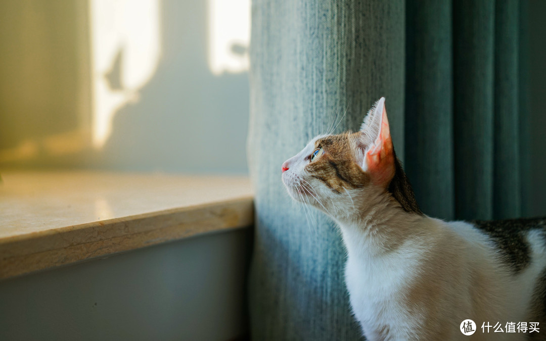 毛绒派 豆腐猫砂简测——我要在张大妈合法晒猫了！