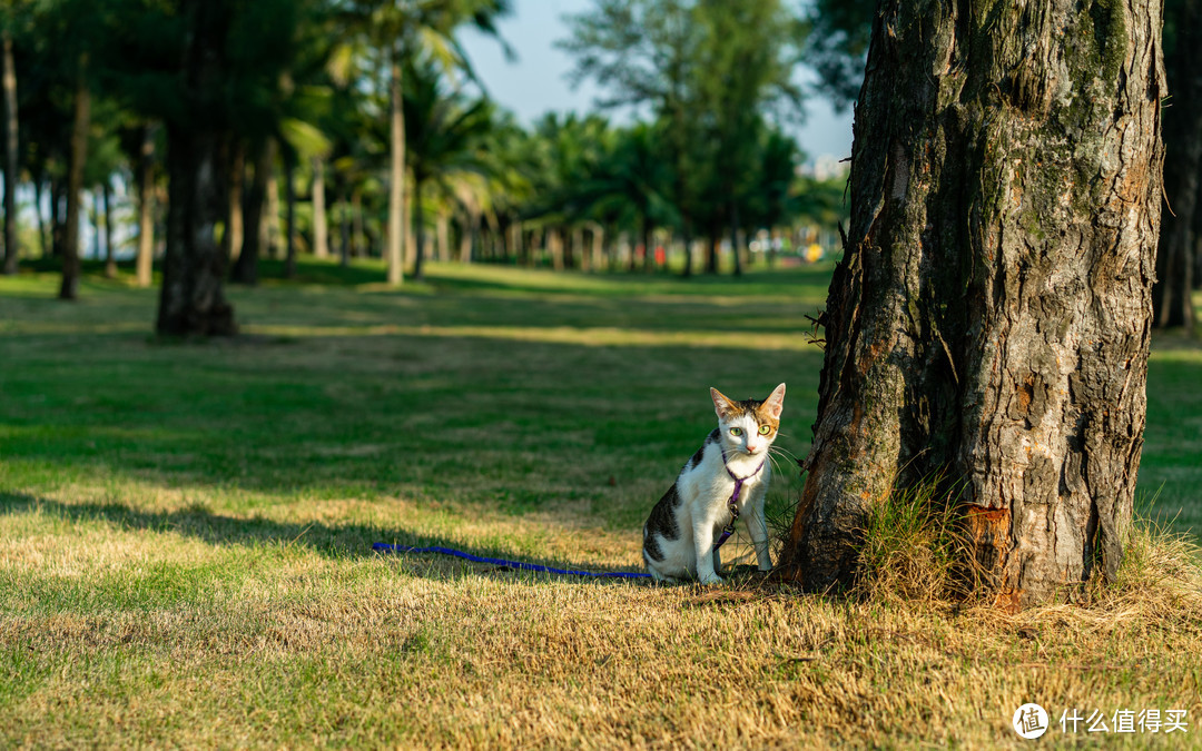 毛绒派 豆腐猫砂简测——我要在张大妈合法晒猫了！