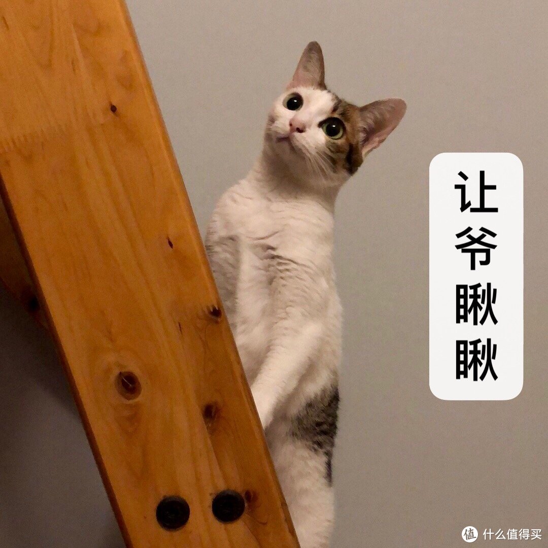 毛绒派 豆腐猫砂简测——我要在张大妈合法晒猫了！