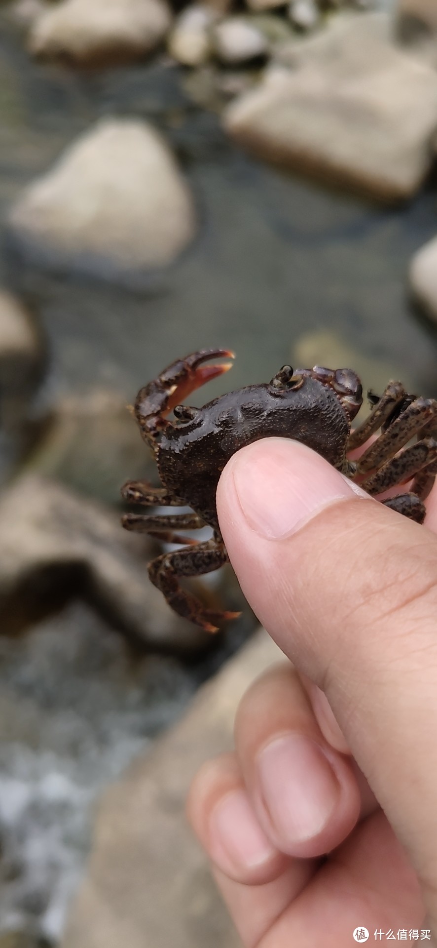 一支可爱的小螃蟹