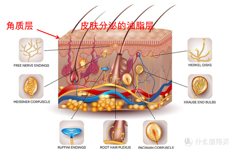 三分天注定，七分靠打拼——直男也要护肤之低配超值教程