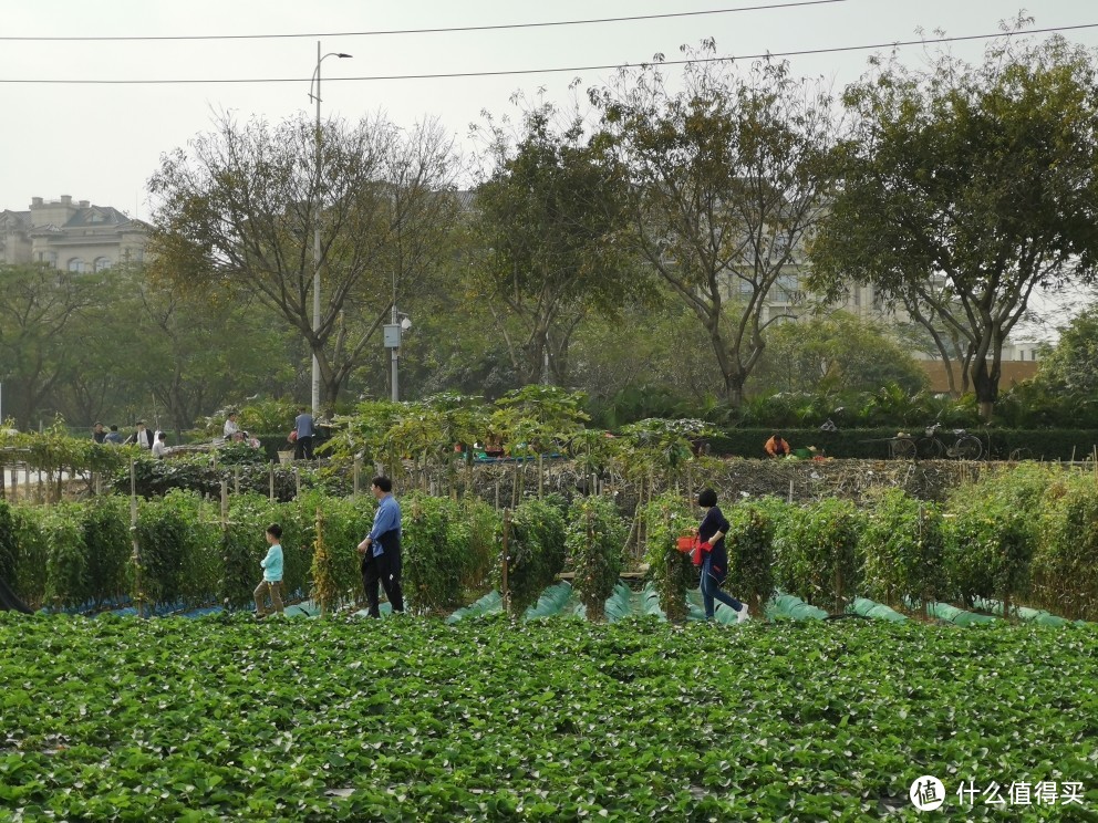 广州这个“唯一一个上榜中国最具幸福感城市的一线城市”，靠的竟然是它……