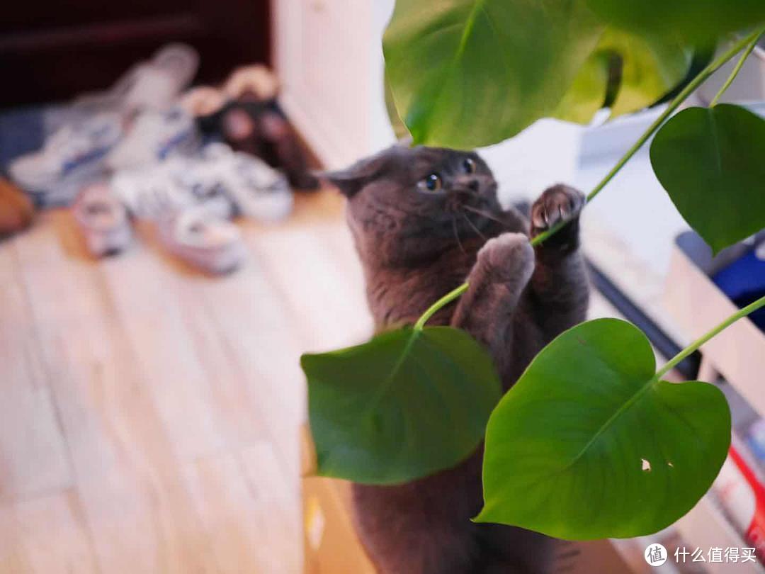 从一猫到多猫家庭：4年养猫经验分享