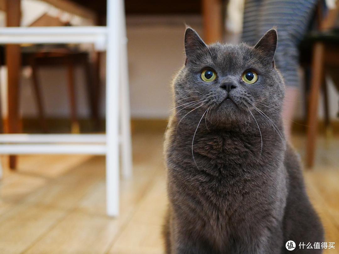 从一猫到多猫家庭：4年养猫经验分享