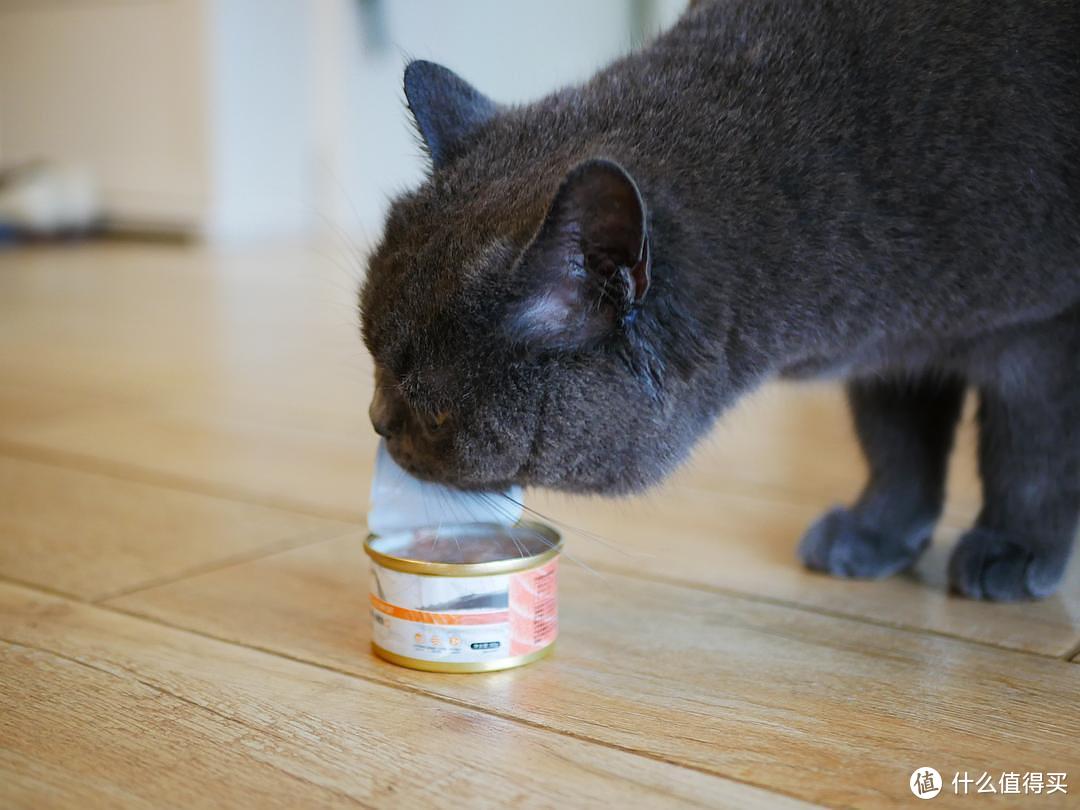 从一猫到多猫家庭：4年养猫经验分享