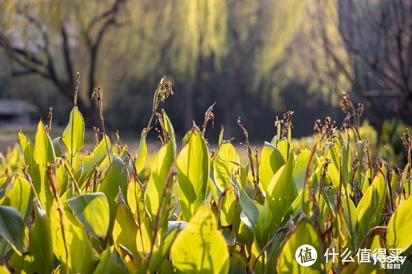 专微界的超电磁炮 佳能RF70-200mm F2.8 L IS USM简评