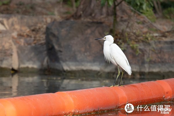 专微界的超电磁炮 佳能RF70-200mm F2.8 L IS USM简评