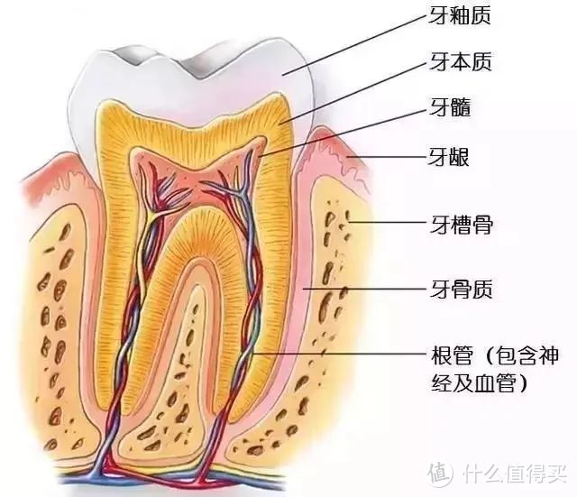 补牙前你需要了解的一些点，也许能让你少遭些罪