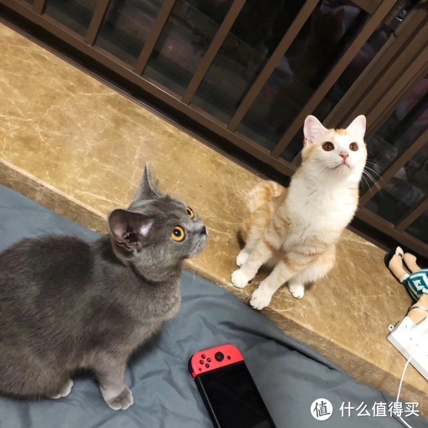 养猫到底要花多少钱？粗算一下养猫两年开销，考虑清楚再养猫哦