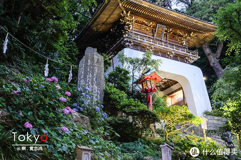 江岛神社也开满紫阳花
