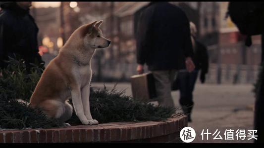 《忠犬八公》剧照