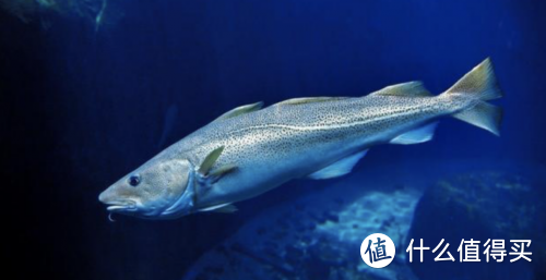 【爱吃鱼测评】来自北极深海的“白色黄金”：挪威北极鳕鱼