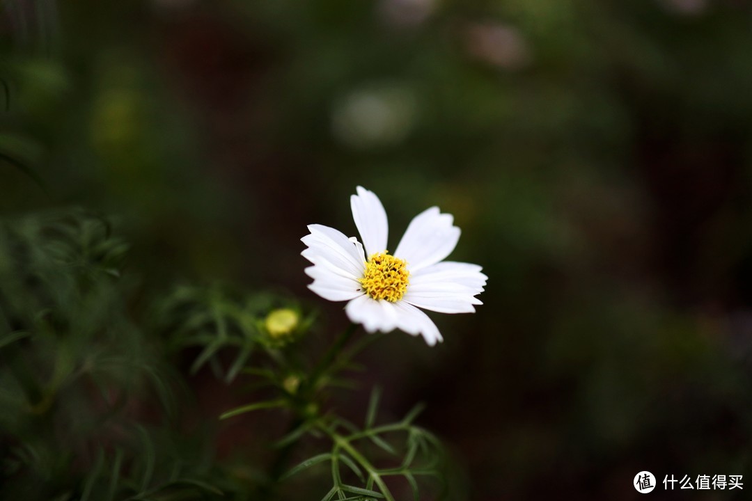 焦距:35mm 光圈:f/1.8 ISO感光度:800 曝光时间:1/200s 曝光补偿:+0EV